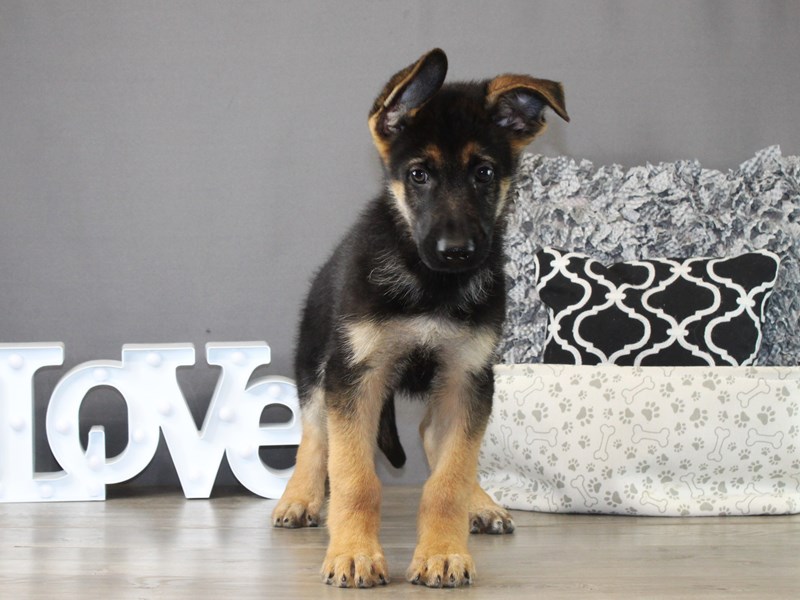 German Shepherd Dog – 21297