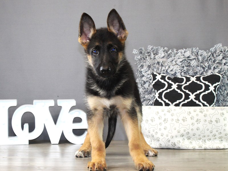 German Shepherd Dog – 21296
