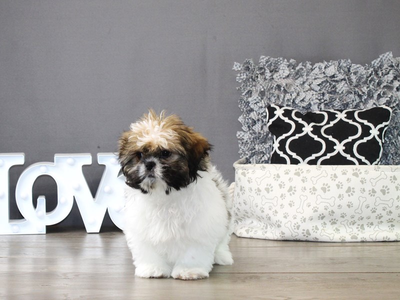 Shih Tzu – 21295