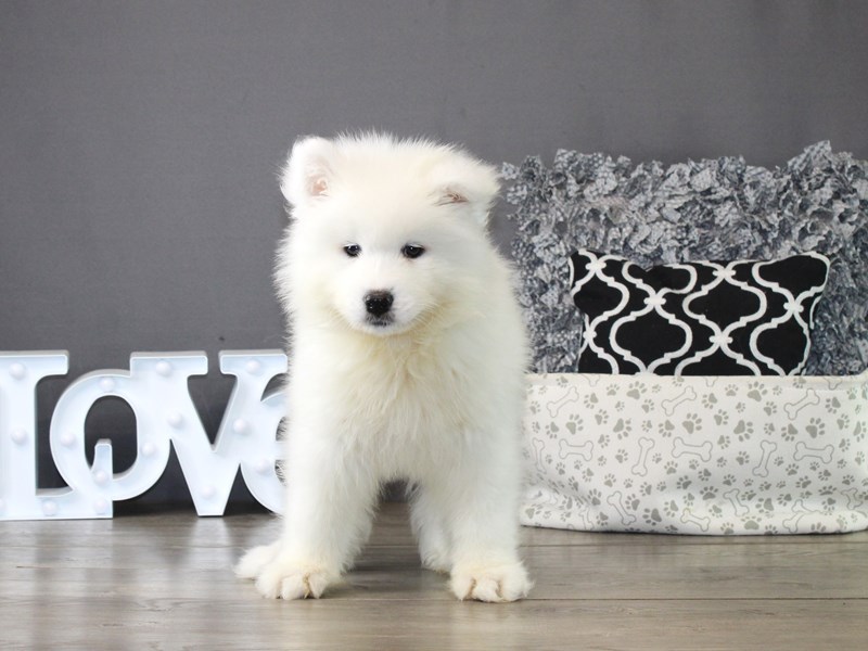 Samoyed – 21294