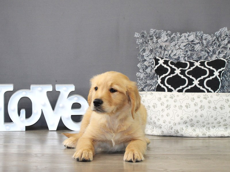Golden Retriever – 21293