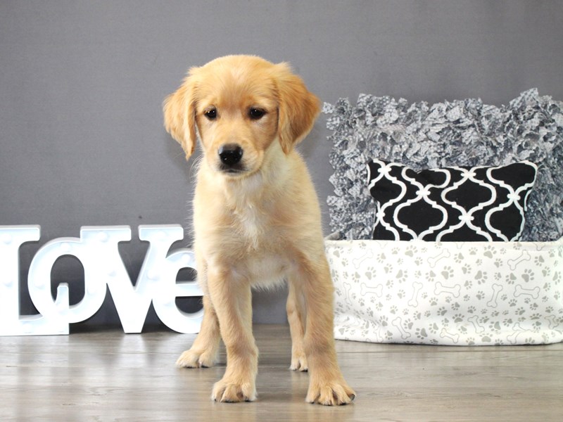 Golden Retriever – 21292