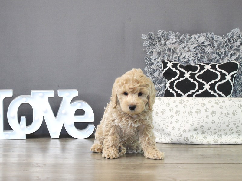Mini Goldendoodle – 21291
