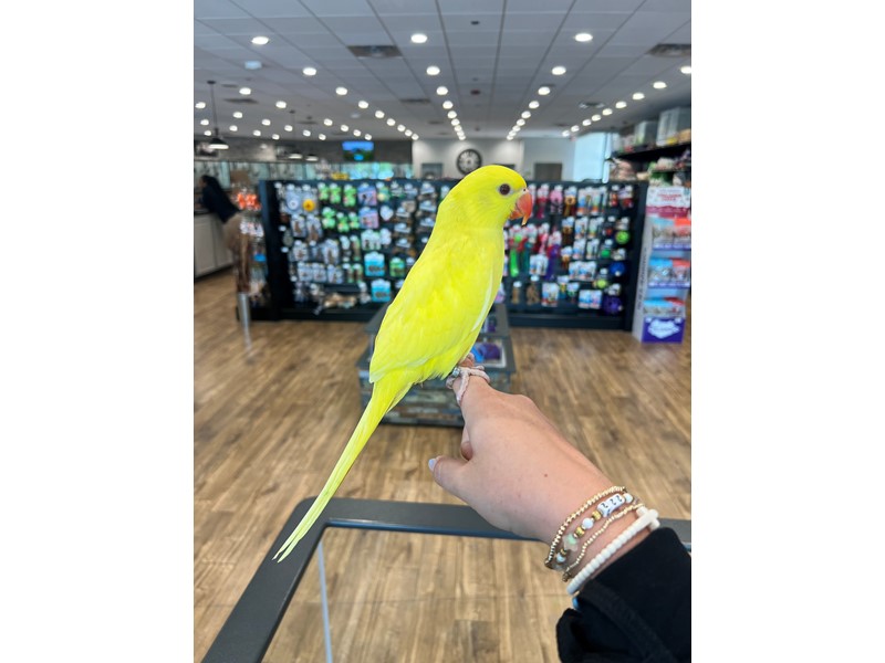 Lutino Indian Ringneck - B268