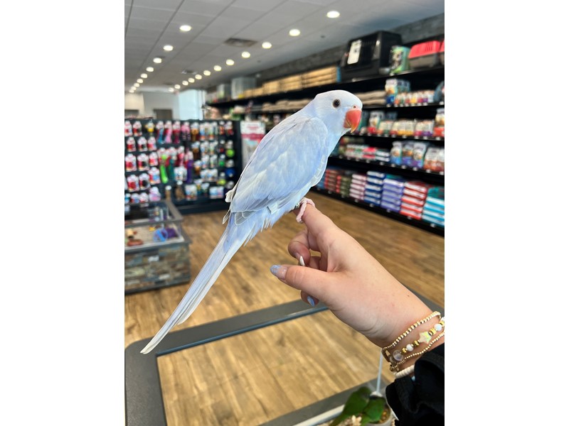 Violet Indian Ringneck - B271