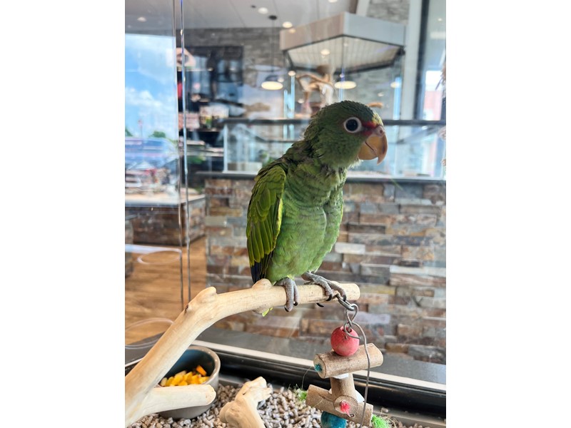 White-fronted Amazon - B260
