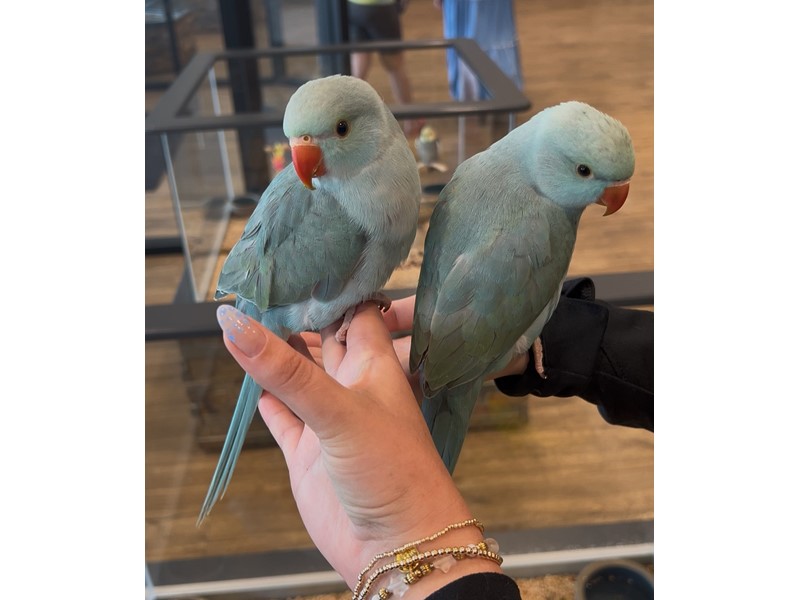 Turquoise Indian Ringneck - B270