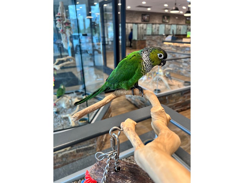 Black Capped Conure - B267