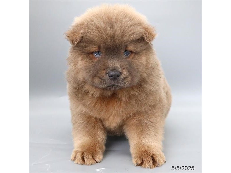 Chow Chow – 21309
