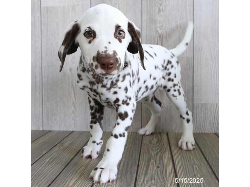 Dalmatian – 21310