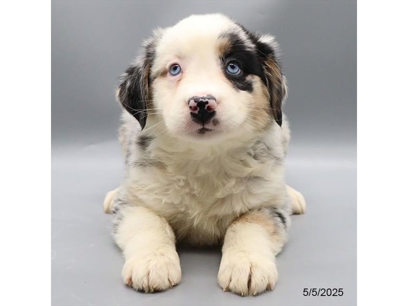 Australian Shepherd – 21312