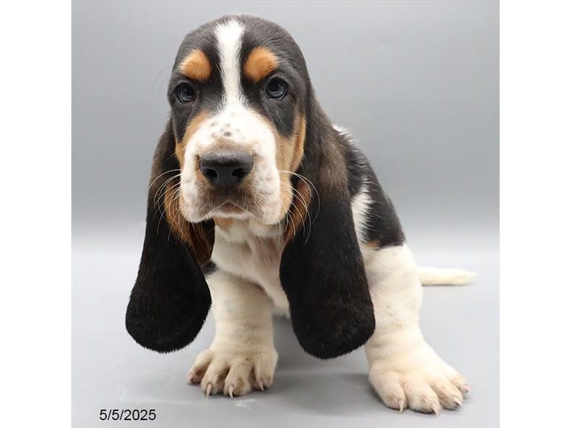 Basset Hound – 21313