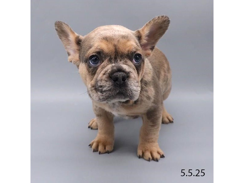 French Bulldog – 21314