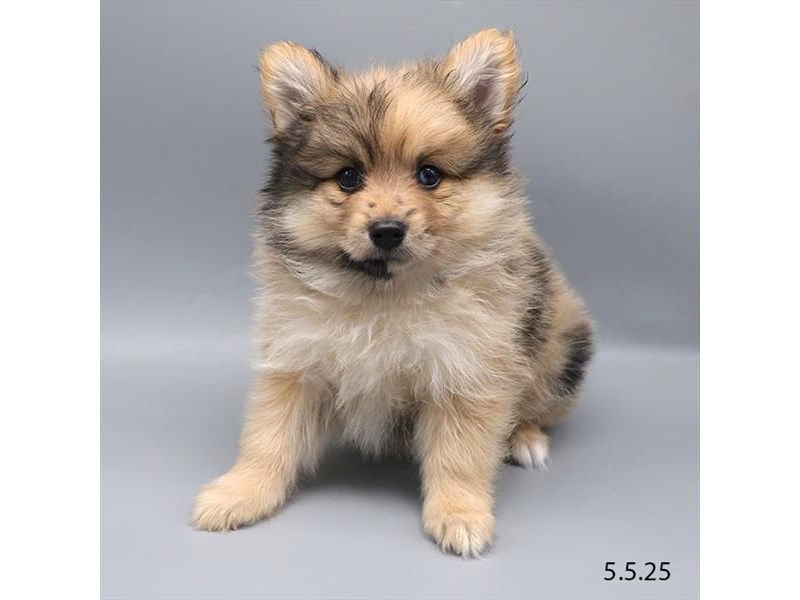 Pomeranian – 21316