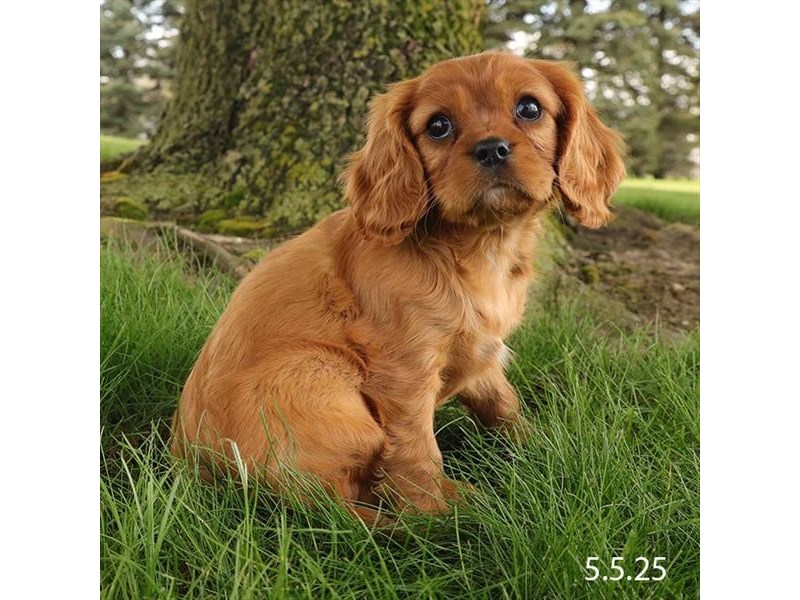 Cavalier King Charles Spaniel – 21317