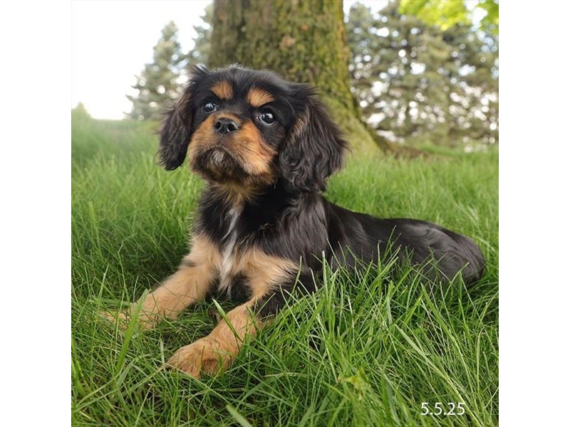 Cavalier King Charles Spaniel – 21318