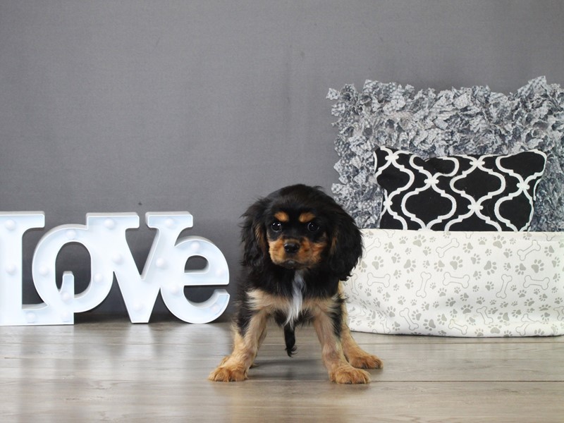 Cavalier King Charles Spaniel – 21318