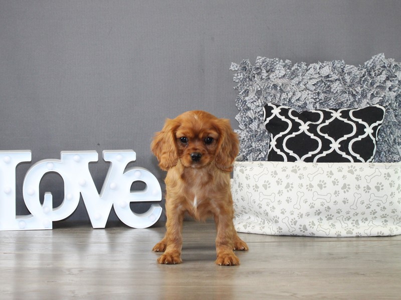 Cavalier King Charles Spaniel – 21317
