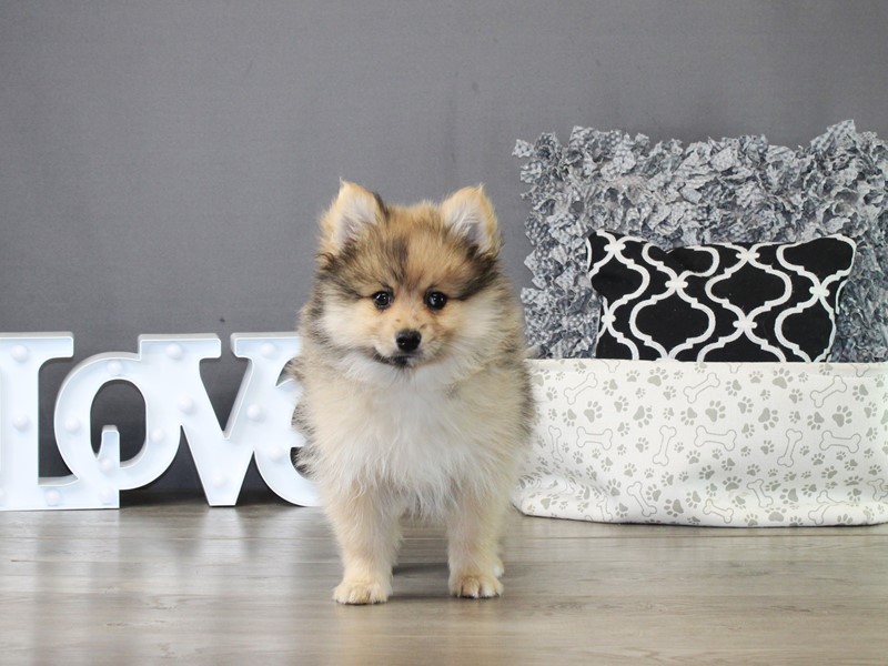 Pomeranian – 21316