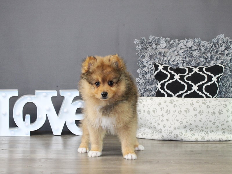 Pomeranian – 21315