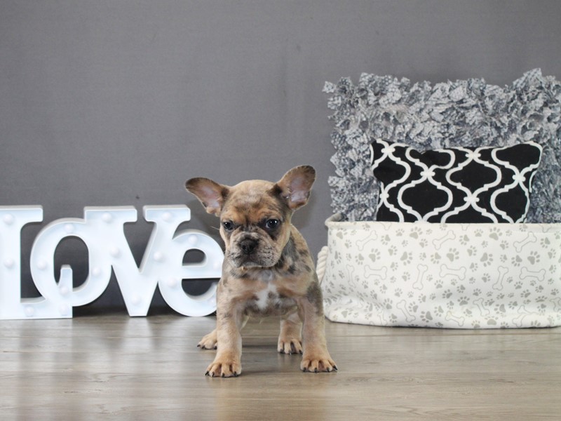 French Bulldog – 21314