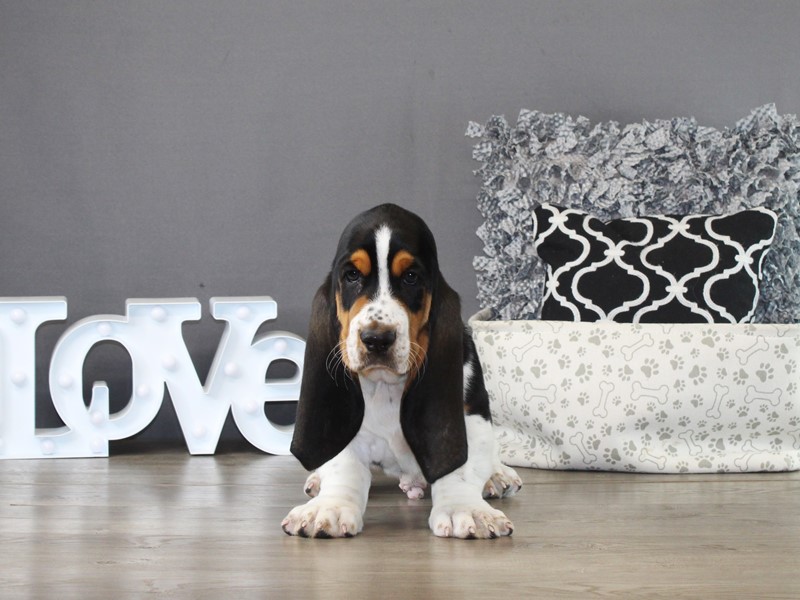 Basset Hound – 21313