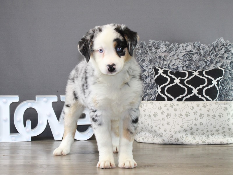 Australian Shepherd – 21312