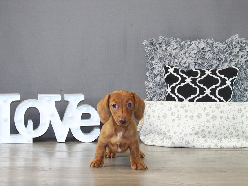 Dachshund – 21311