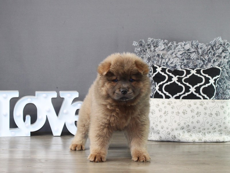 Chow Chow – 21309