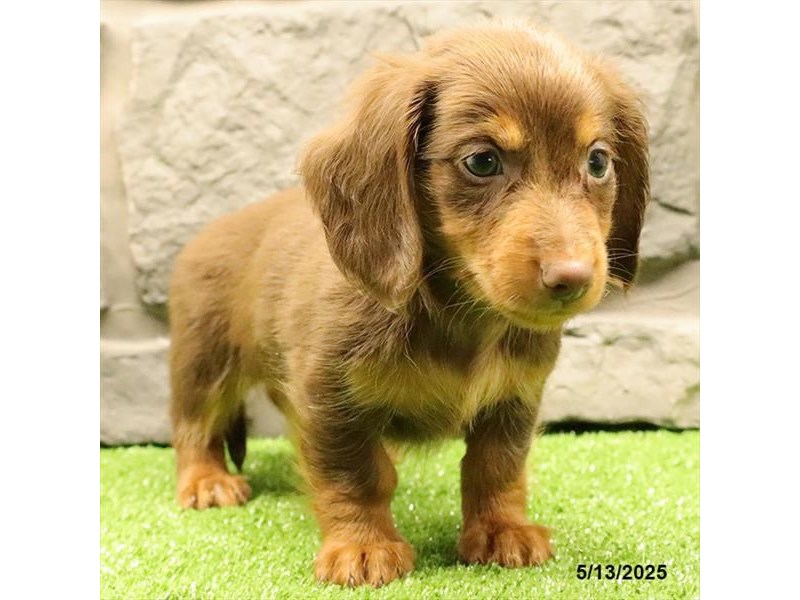 Dachshund – 21333