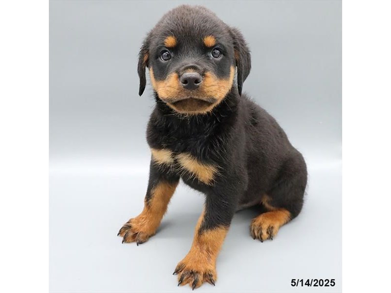 Rottweiler – 21334