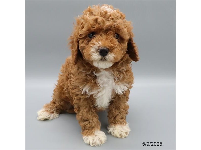 Cavapoo – 21338