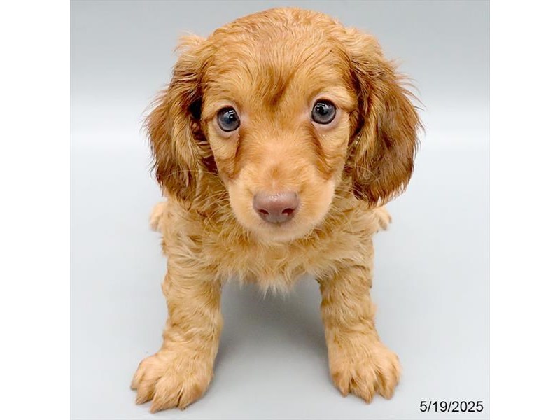 Dachshund – 21340