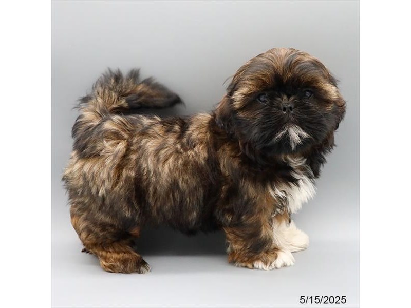 Shih Tzu – 21342