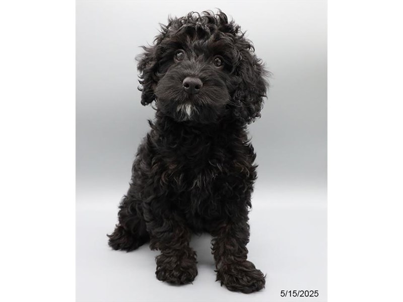 Cockapoo – 21346