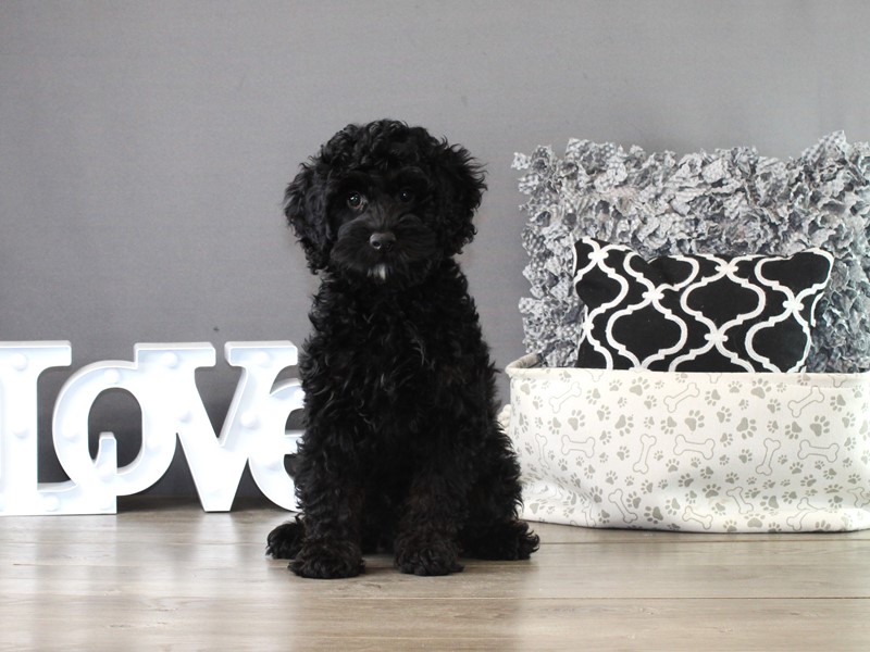 Cockapoo – 21346