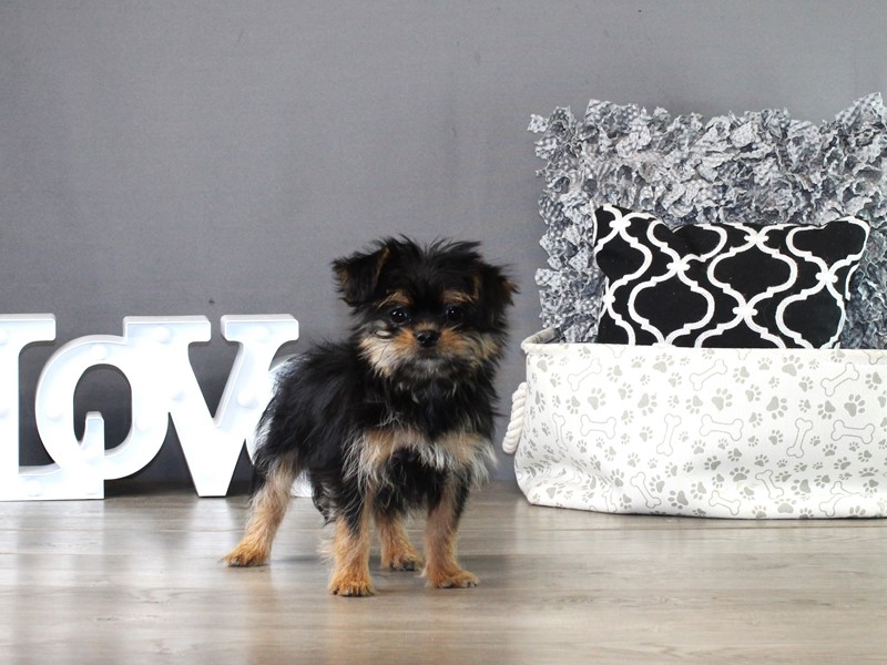 Shorkie – 21345