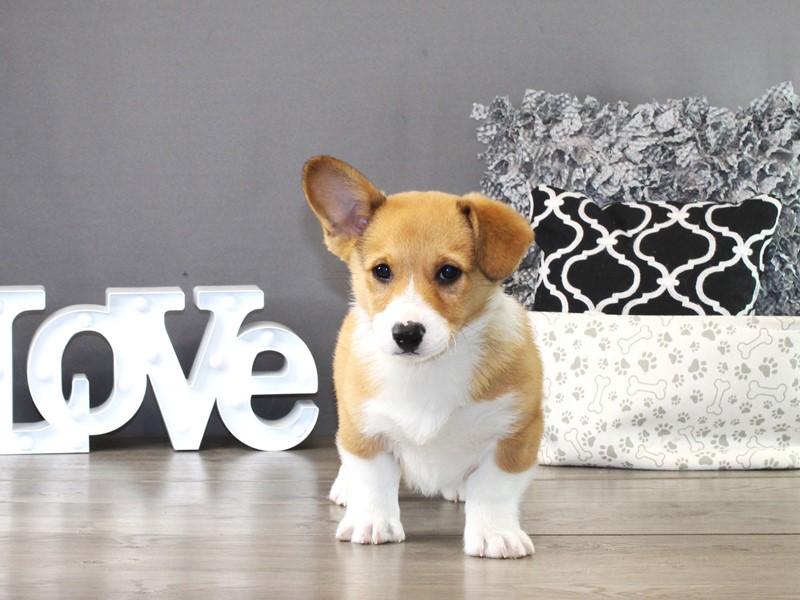 Pembroke Welsh Corgi – 21344