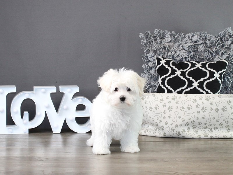 Maltese – 21341