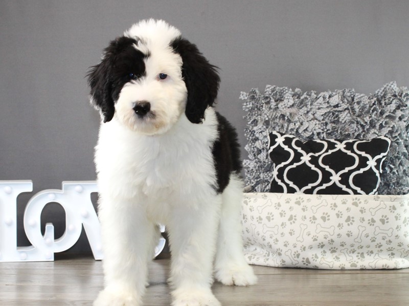 Sheepadoodle – 21336