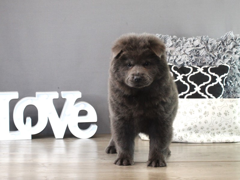 Chow Chow – 21335