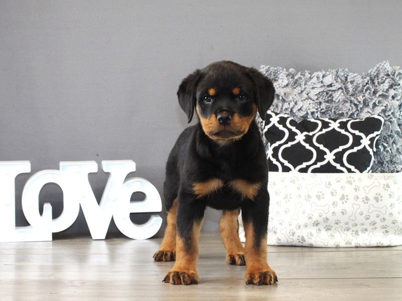 Rottweiler – 21334