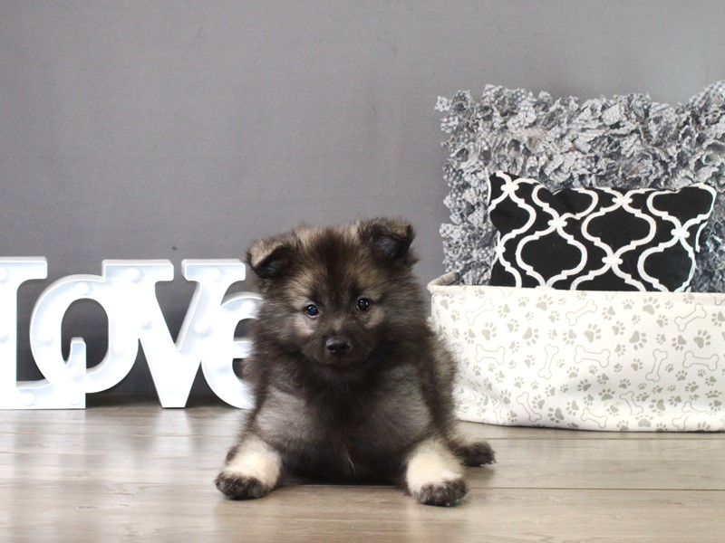 Keeshond – 21330