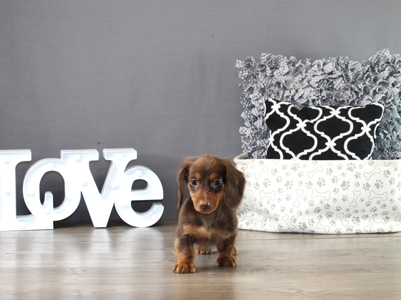 Dachshund – 21333