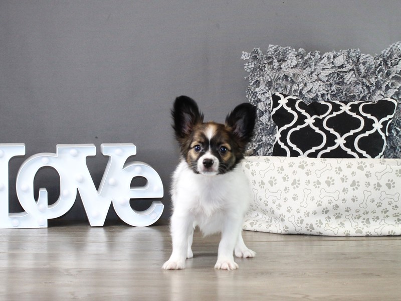 Papillon – 21331