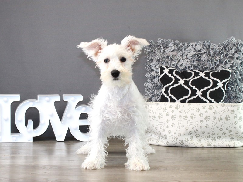 Miniature Schnauzer – 21343