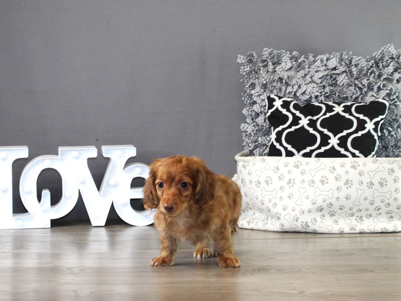 Dachshund – 21340
