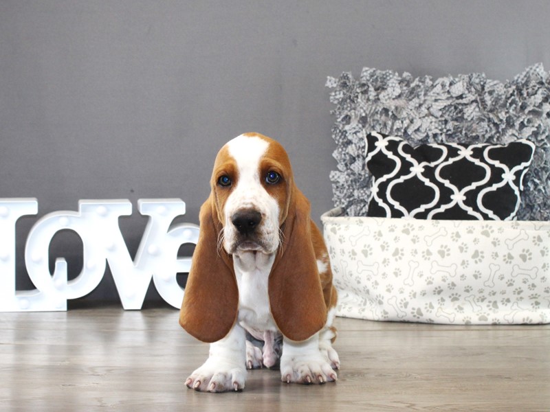 Basset Hound – 21339