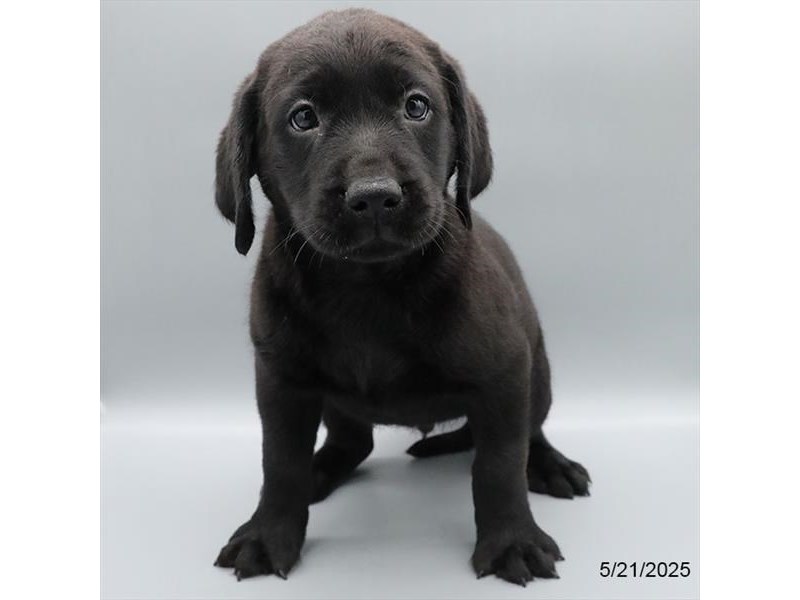 Labrador Retriever – 21347