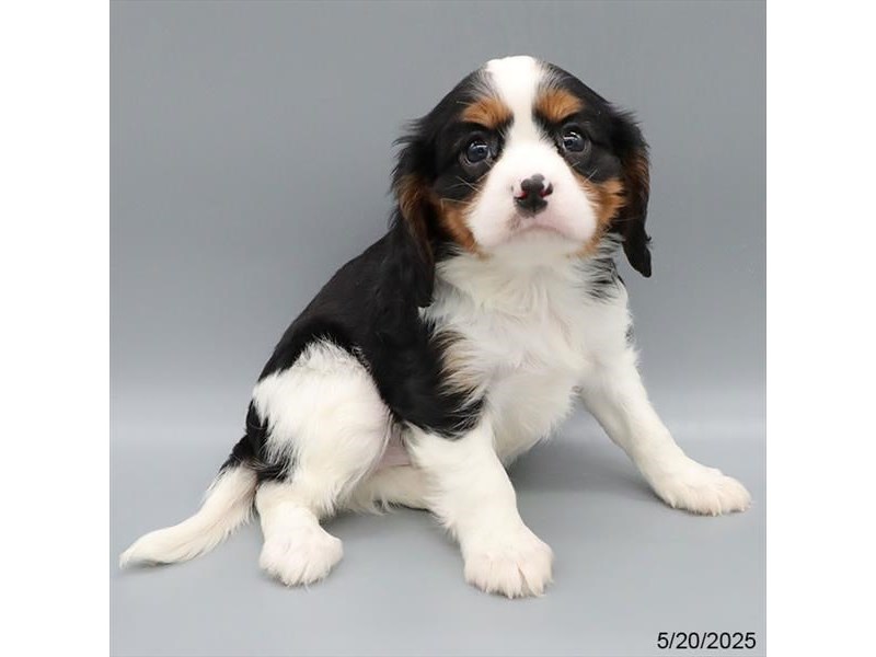 Cavalier King Charles Spaniel – 21348